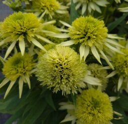 Ehinācija 'Double Lime'